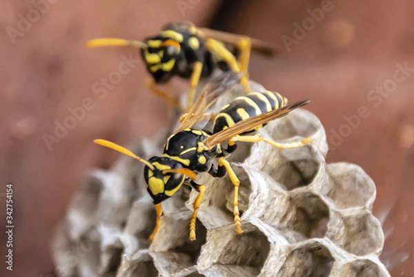 Fototapeta wasp sitting on top of wasp nest close up