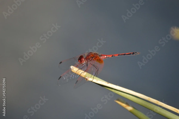 Obraz LIBELLULE NAMIBIE