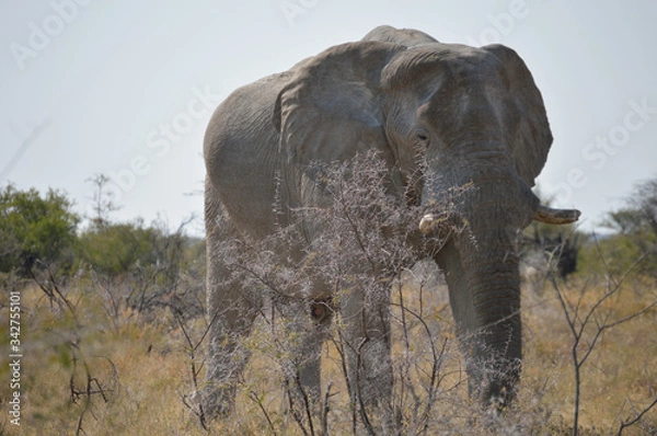 Obraz ELEPHANT NAMIBIE 