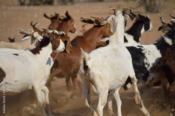 Obraz TROUPEAU DE CHEVRES NAMIBIE