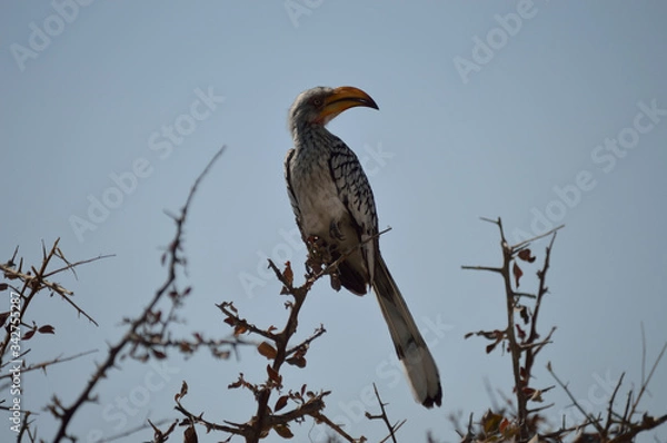 Obraz TOUCAN NAMIBIE