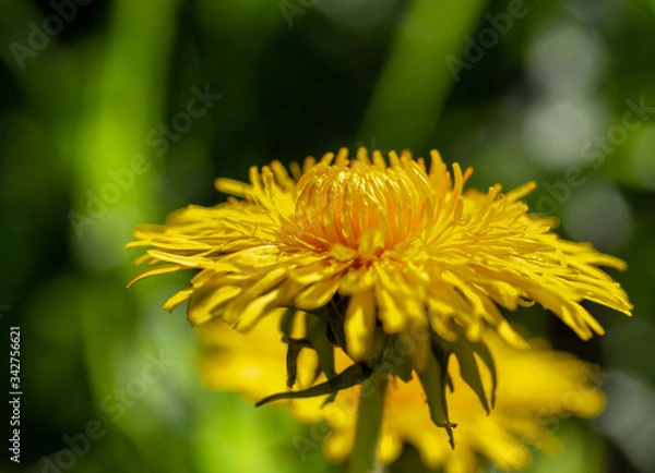 Obraz Dandelion