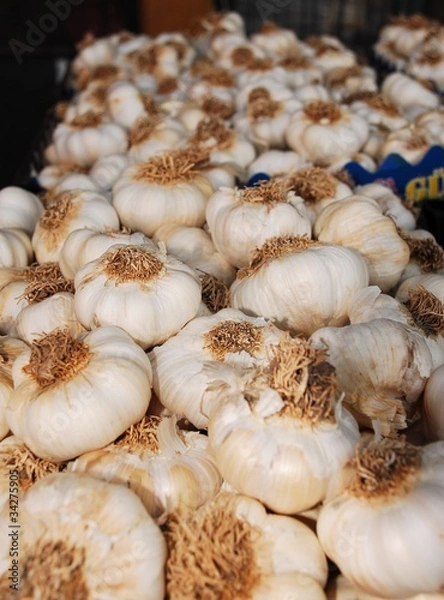 Obraz Garlic