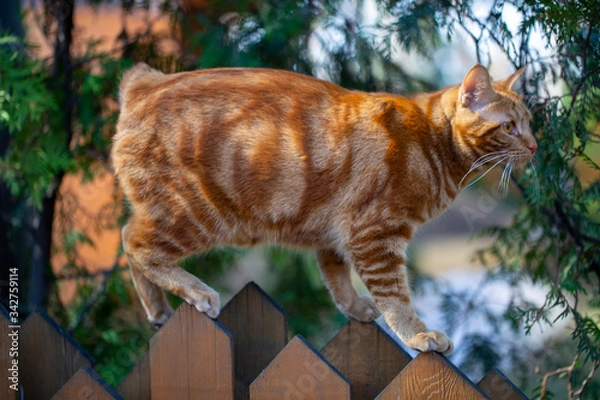 Fototapeta a red Bobtail cat walks in the garden in early spring