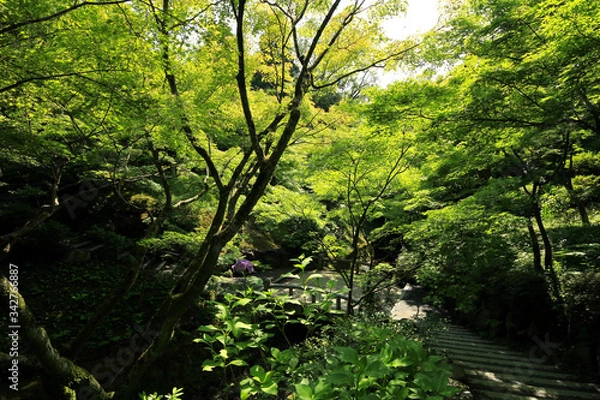 Obraz 東福寺の青もみじ