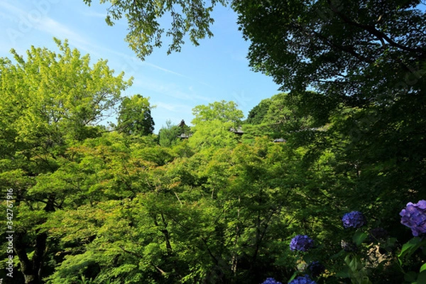 Obraz 東福寺の青もみじ