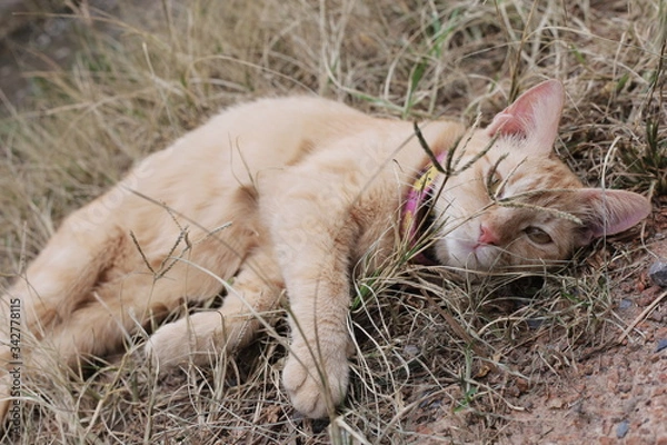 Obraz cat on the glass
