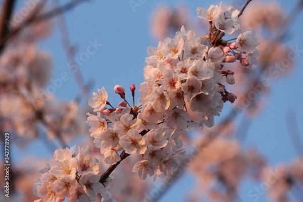 Fototapeta 日本の桜