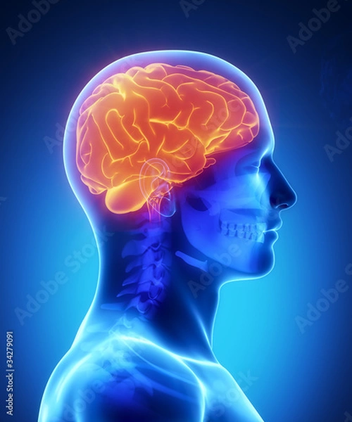 Obraz Human brain with visible skull lateral view