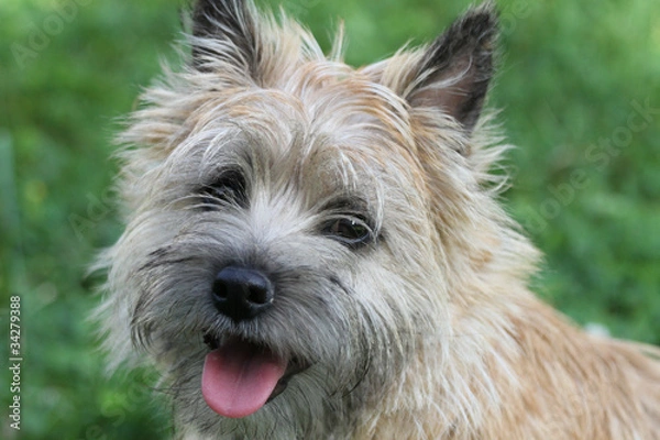 Obraz Cairn terrier