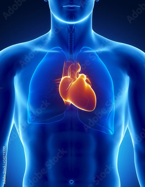Obraz Human heart with respiratory system
