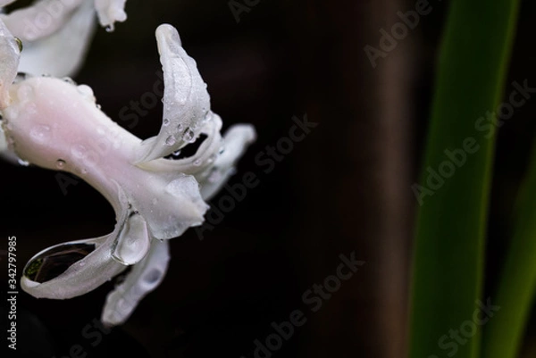 Obraz after the rain