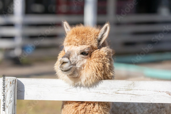 Fototapeta 笑顔のアルパカ（クローズアップ）
