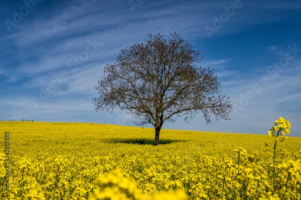 Obraz Baum im Rapsfeld