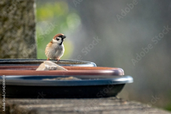 Obraz Sperling an Vogeltränke