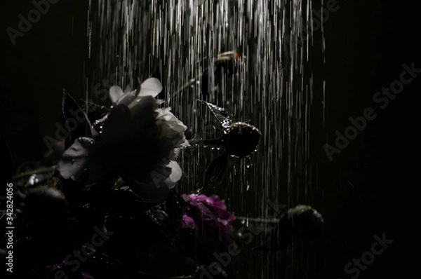 Obraz flower in the rain