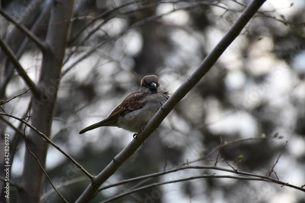 Fototapeta A sparrow stands on a bare branch without leaves. Eyes and beak close up