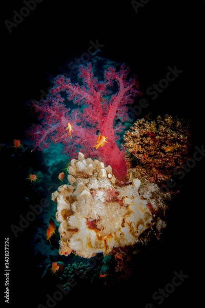 Obraz Coral underwater