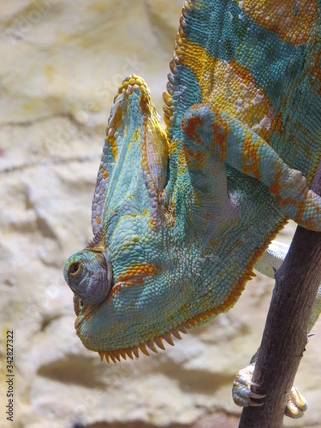 Obraz chameleon