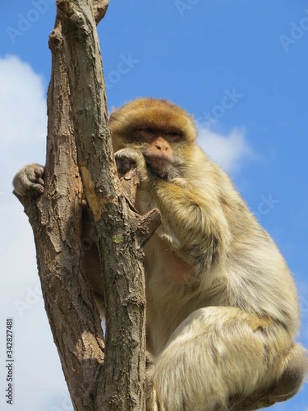 Obraz barbary macaque
