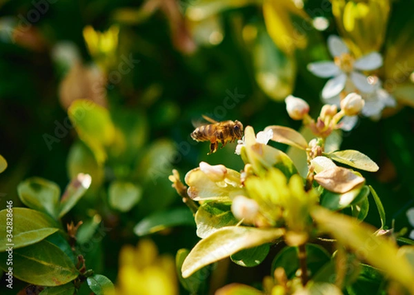 Fototapeta A honey bee in flight preparing to feed at a flower on a sunny day.