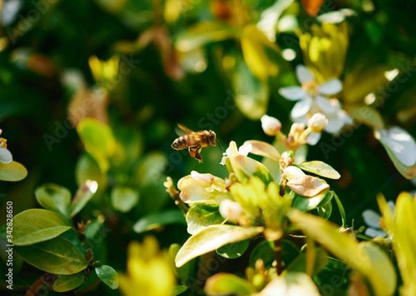 Fototapeta A honey bee in flight preparing to feed at a flower on a sunny day.