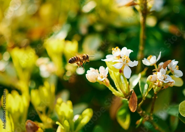 Fototapeta A honey bee in flight preparing to feed at a flower on a sunny day.