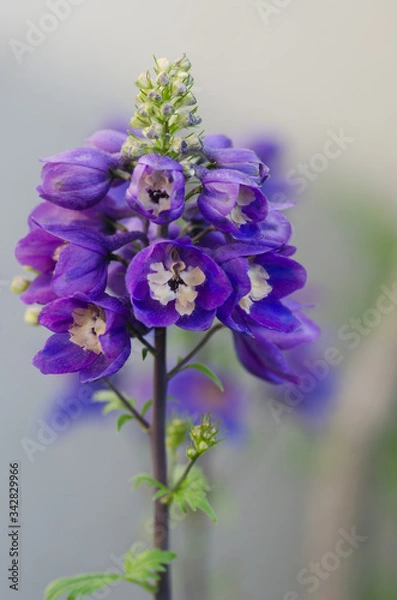 Obraz romantic flower