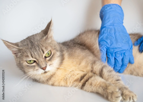 Fototapeta A kind veterinarian with blue gloves carefully palpates the belly of a pregnant gray cat with green eyes on a white background