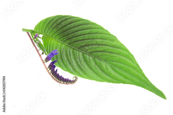 Obraz Green leaf. Isolated on a white.