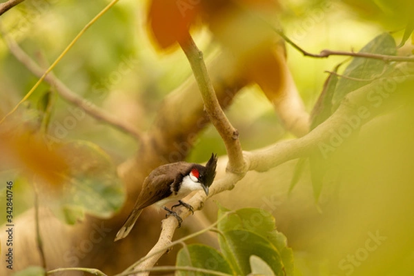 Fototapeta red whiskered  bulbul