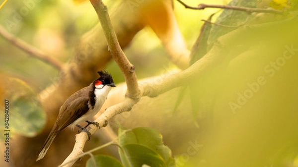 Fototapeta bird on a branch