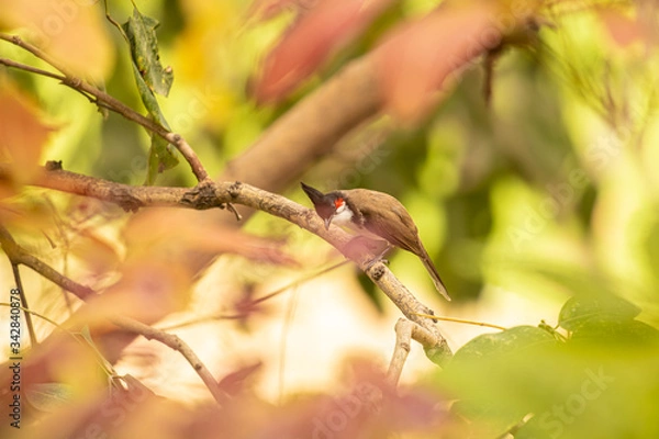 Fototapeta search is on