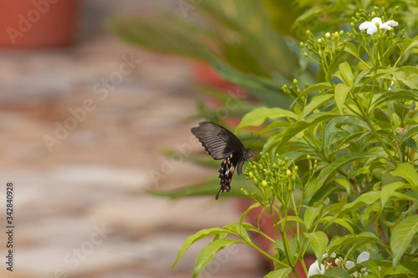 Fototapeta hovering butterfly against lush green plants