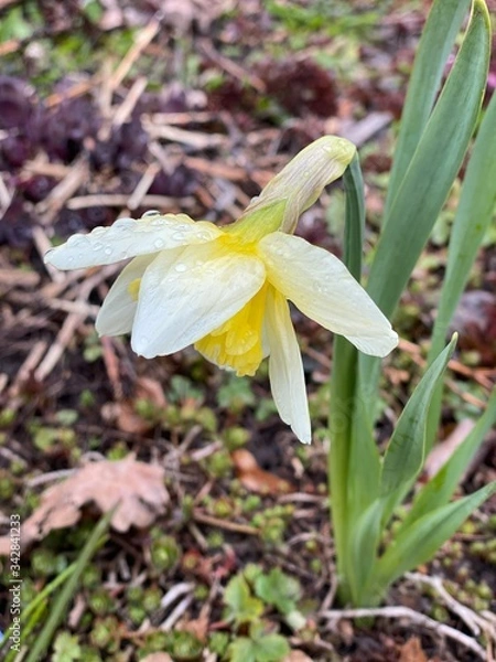 Obraz Нарцисс