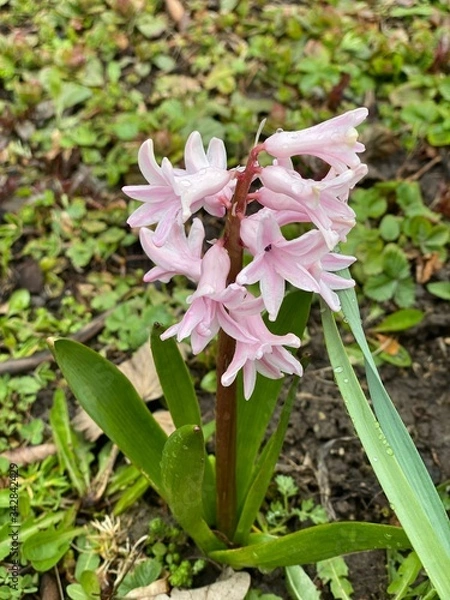 Obraz Гиацинты