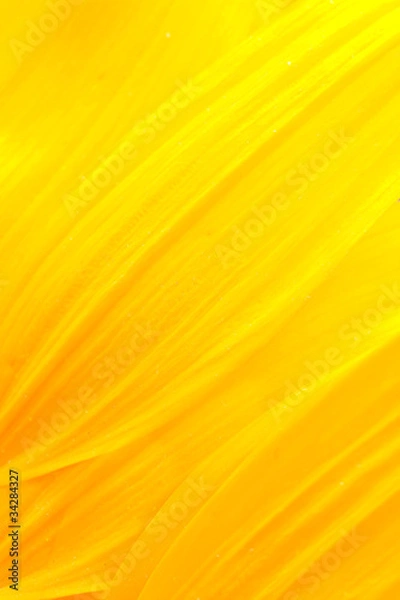 Obraz Sunflower petals