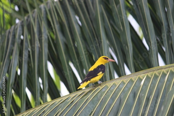 Obraz Indian Golden Orioles.
