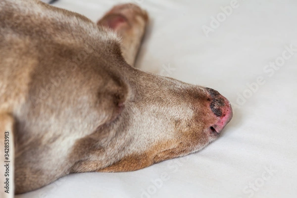 Obraz Close up of a sunburn injury in a dog nose