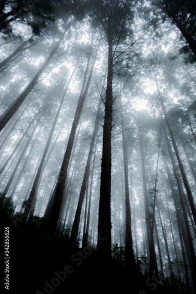 Obraz rays of light through trees