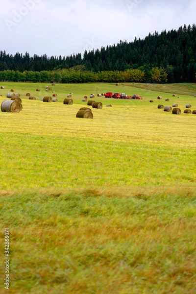 Obraz Harvesting Grass and Hay
