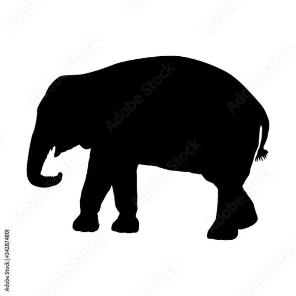 Fototapeta Silhouette of an elephant on a white background. Vector illustration.