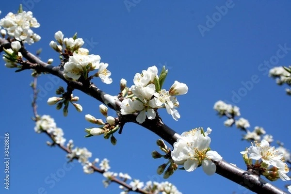 Obraz fleurs cerisier