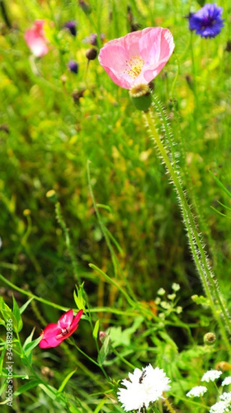 Fototapeta Pink bloom 
