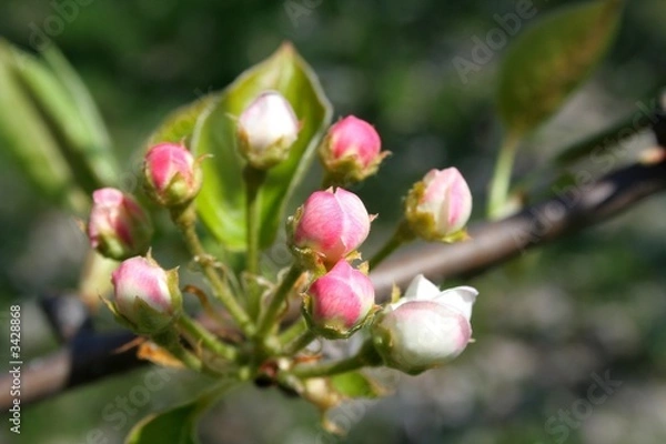 Obraz bourgeons pommier