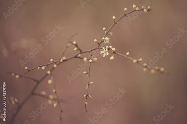 Obraz Zierapfelblüte