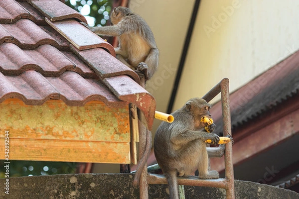 Obraz Thailand Temple monkeys 