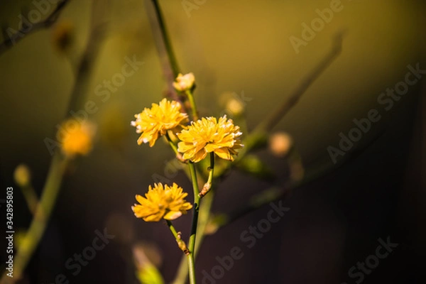 Obraz Ranunkelblüte