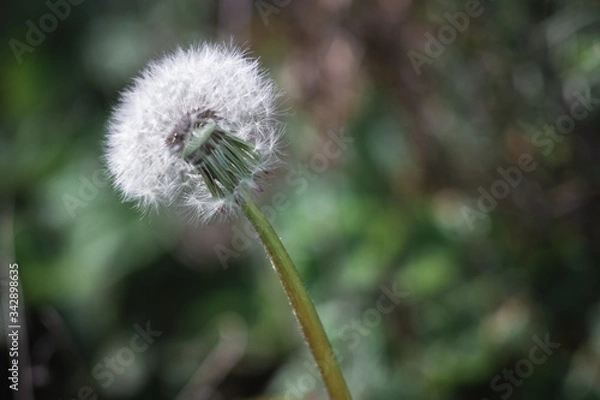 Obraz lone fluffy dandelion, wild flowers