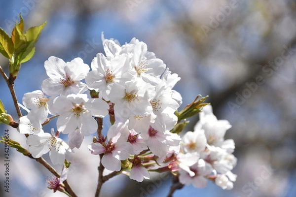Fototapeta 桜と新緑　鹿児島県出水市